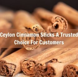 ceylon-cinnamon-sticks-a-trusted-choice-for-customers
